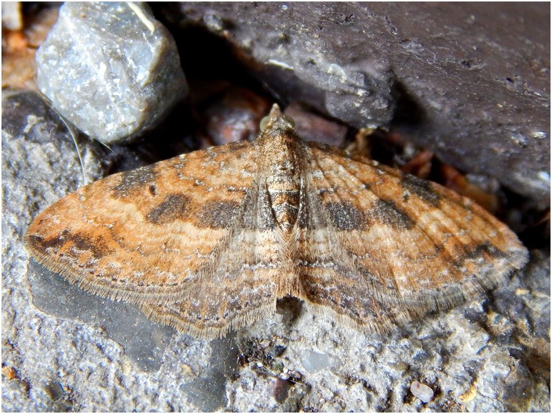 Aiuto ID Geometridae